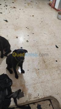 بومرداس-أولاد-موسى-الجزائر-كلب-pitbull