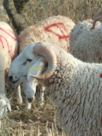 وهران-السنية-الجزائر-حيوانات-المزرعة-kabch-el-aid