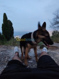 الجزائر-الأبيار-كلب-chien