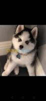 chien-mangifique-husky-importe-es-senia-oran-algerie