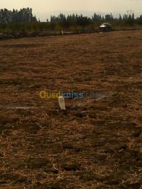 blida-mouzaia-algerie-terrain-vente