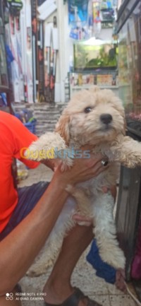 الجزائر-برج-البحري-كلب-caniche-moyen-dore