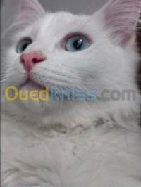 الجزائر-شراقة-قطة-angora-parsan