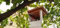 Charpentier Bois تركيبه القرميد وديكور