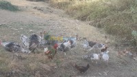 تيزي-وزو-الجزائر-حيوانات-المزرعة-dindes-et-coqs-a-vendre