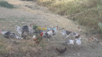 tizi-ouzou-algerie-animaux-de-ferme-dindes-et-coqs-a-vendre