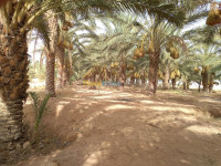 biskra-lioua-algerie-terrain-agricole-vente