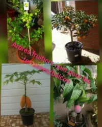 Arbre fruitier en pot 