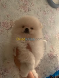 الجزائر-دار-البيضاء-كلب-spitz