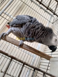 الجزائر-وسط-عصفور-piroki-gaboni