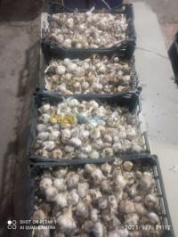 oum-el-bouaghi-ain-babouche-algeria-alimentary-ثوم