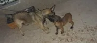 Malinois Charboné  
