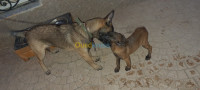 alger-bachdjerrah-algerie-chien-malinois-charboné