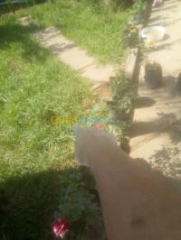 الجزائر-شراقة-تنظيف-و-بستنة-nettoyege-e-jardinage