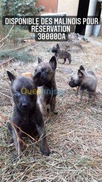 tizi-ouzou-algeria-dog-malinois