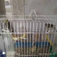 Canaries chant mulets