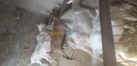 تيزي-وزو-الجزائر-حيوانات-المزرعة-اله