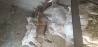 اله