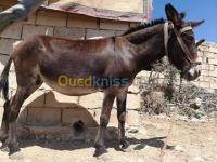 الجزائر-وسط-درارية-حيوانات-المزرعة-حمار-مزرعة