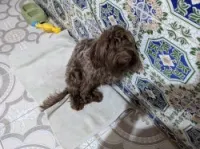 Bichon maltais