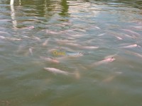 boumerdes-corso-algeria-fishes-tilapia-rouge