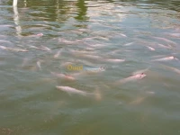 Tilapia rouge