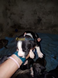 الجزائر-وسط-كلب-pitbull