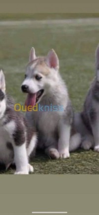 الجزائر-الحراش-كلب-husky