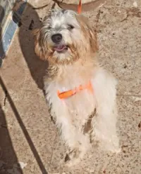 Caniche français