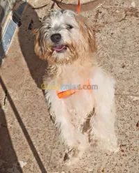 Caniche français