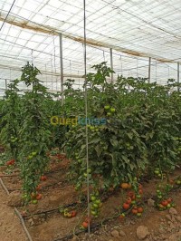 بسكرة-الجزائر-أرض-فلاحية-byaa-ard-flahy-bskr
