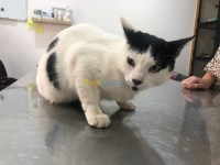 طب-و-صحة-veterinaire-القبة-الجزائر
