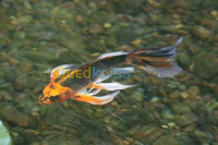 poisson-alevin-tilapia-rouge-2-4cm-et-koi-voil-relizane-algerie