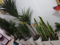 oran-algerie-décoration-aménagement-plantes-artificiels-haute-qualité