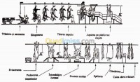 غذائي-lignes-da-battage-de-bovins-ovnis-autruches-مازونة-غليزان-الجزائر