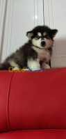 oran-ain-el-turck-algerie-chien-husky-poil-long-yeux-bleu-top-des