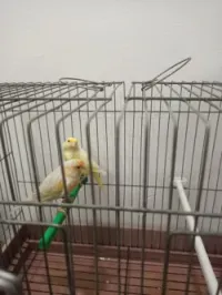 Canaries
