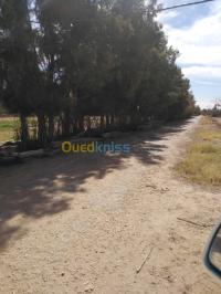 الأغواط-الجزائر-أرض-فلاحية-vente-terrain-agricole-laghouat