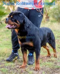 Chien Rottweiler 