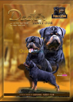 chien-rottweiler-es-senia-oran-algerie