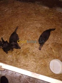 البليدة-الصومعة-الجزائر-كلب-malinois