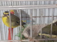 alger-el-biar-algerie-oiseau-vend-couple-serin-mozambique