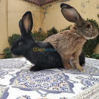 تيزي-وزو-أبي-يوسف-الجزائر-حيوانات-المزرعة-vent-lapin