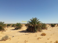 terrain-agricole-vente-adrar-timimoun-algerie