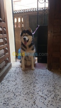 تيارت-الجزائر-كلب-husky