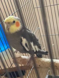 Calopsitte 1.5 ans male