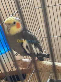 Calopsitte 1.5 ans male