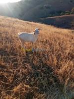 relizane-oued-rhiou-algerie-animaux-de-ferme-للبيع-أو-استبدال-عتروس