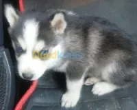 Malamute