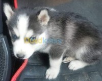 الجزائر-بئر-توتة-كلب-malamute